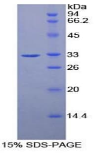 Mouse RNH1 Protein (Recombinant His-T7)
