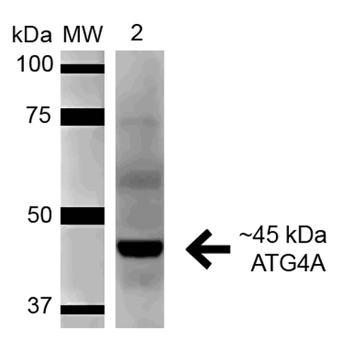 ATG4A Antibody (RPE)