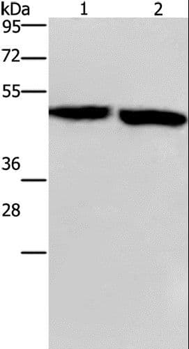 CLUAP1 Antibody