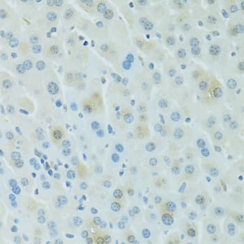 PDC Antibody