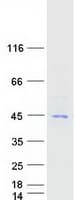 Human CHI3L1 / YKL-40 Protein (Recombinant Myc-DDK (Flag))