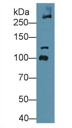 COL6A3 / Collagen VI Alpha 3 Antibody (aa2009-2205)