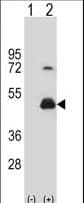 HOMER3 / Homer 3 Antibody (aa281-308)