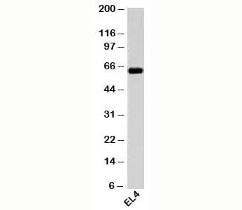 HSPD1 / HSP60 Antibody