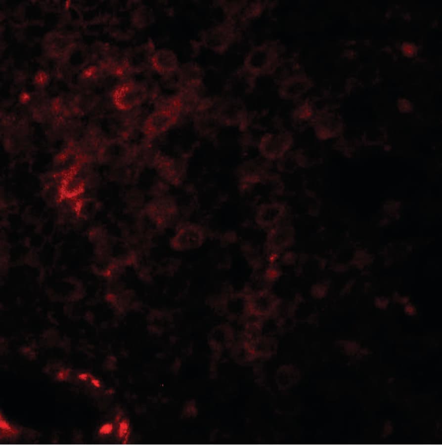 IHC-plus™ NKX2-6 Antibody