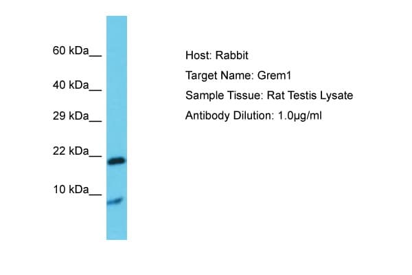 GREM1 / Gremlin-1 Antibody (aa51-100)
