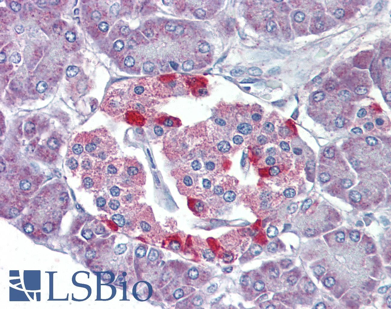IHC-plus™ VIP Antibody (aa139-167)