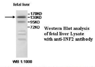 INF2 Antibody (aa44-224)