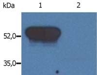 Monoclonal Mouse anti-Human GFAP Antibody (clone GF-02, IHC, WB)