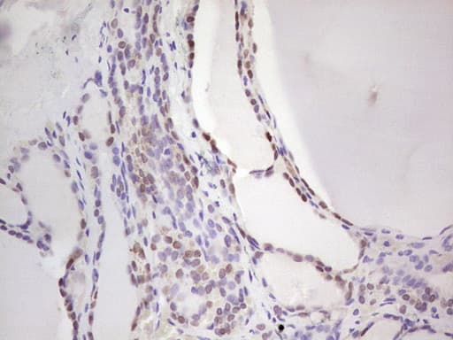 NKX2-1 / Thyroid-Specific TF Antibody (clone OTI3E2, Carrier-free)