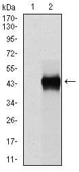 SERPINE1 / PAI-1 Antibody (clone 1D5)