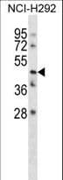 TMEM102 Antibody (aa156-185)