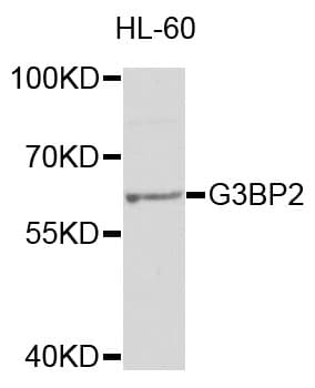 G3BP2 Antibody