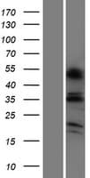 Human OR6C4 Protein (Over-Expression Lysate Myc-DDK (Flag))