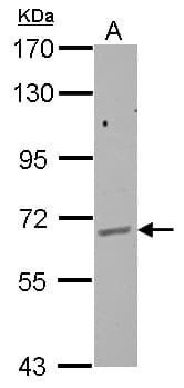 GPAA1 Antibody