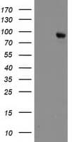 Monoclonal Mouse anti-Human Dipeptidylpeptidase 10 / DPP10 Antibody (clone OTI2A5, IHC, WB)