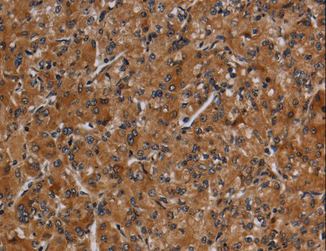 CYP1A2 Antibody