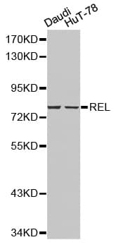REL / C-Rel Antibody