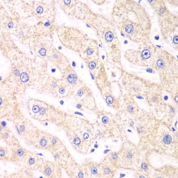 PSMF1 Antibody