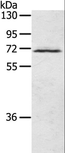 LTA4H / LTA4 Antibody
