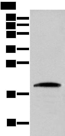 Cnpy2 / TMEM4 Antibody