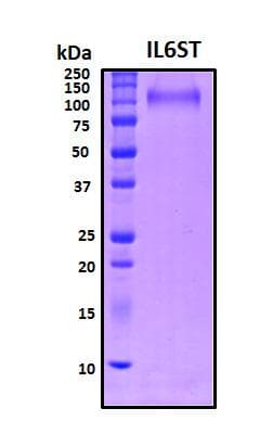 Human IL6ST / CD130 / gp130 Protein (Recombinant His, N-Terminal)