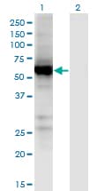 Monoclonal Mouse anti-Human UGT2B7 Antibody (clone 8D12, WB)