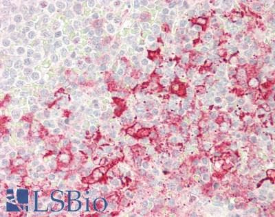IHC-plus™ FADD Antibody