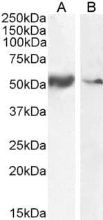 PathPlus™ SLC7A11 / XCT Antibody (aa215-229)
