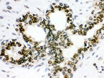 LMNB1 / Lamin B1 Antibody