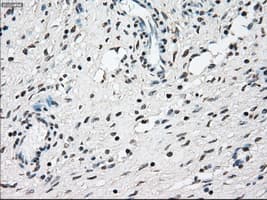 NRBP1 / NRBP Antibody (clone OTI5C3)