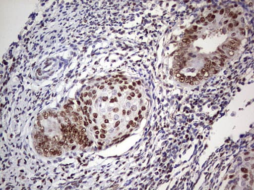 Monoclonal Mouse anti-Human C14orf166 Antibody (clone OTI4A3, IHC, WB)
