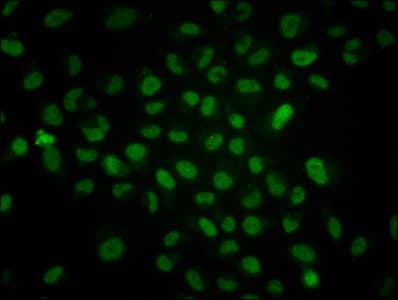 HIST1H4I Antibody
