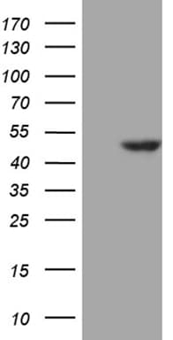 WDR77 / MEP50 Antibody (aa1-250, clone OTI5H9)