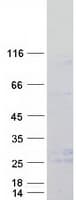 Human LY96 / MD2 / MD-2 Protein (Recombinant Myc-DDK (Flag))