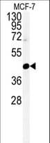 CENPN / CENP-N Antibody (aa311-339)