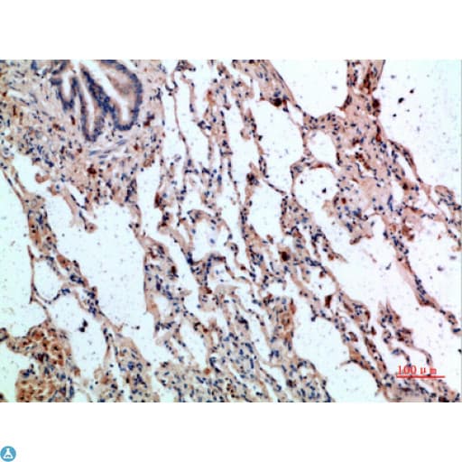 Polyclonal Rabbit anti-Human GYPC / Glycophorin C Antibody (IHC)