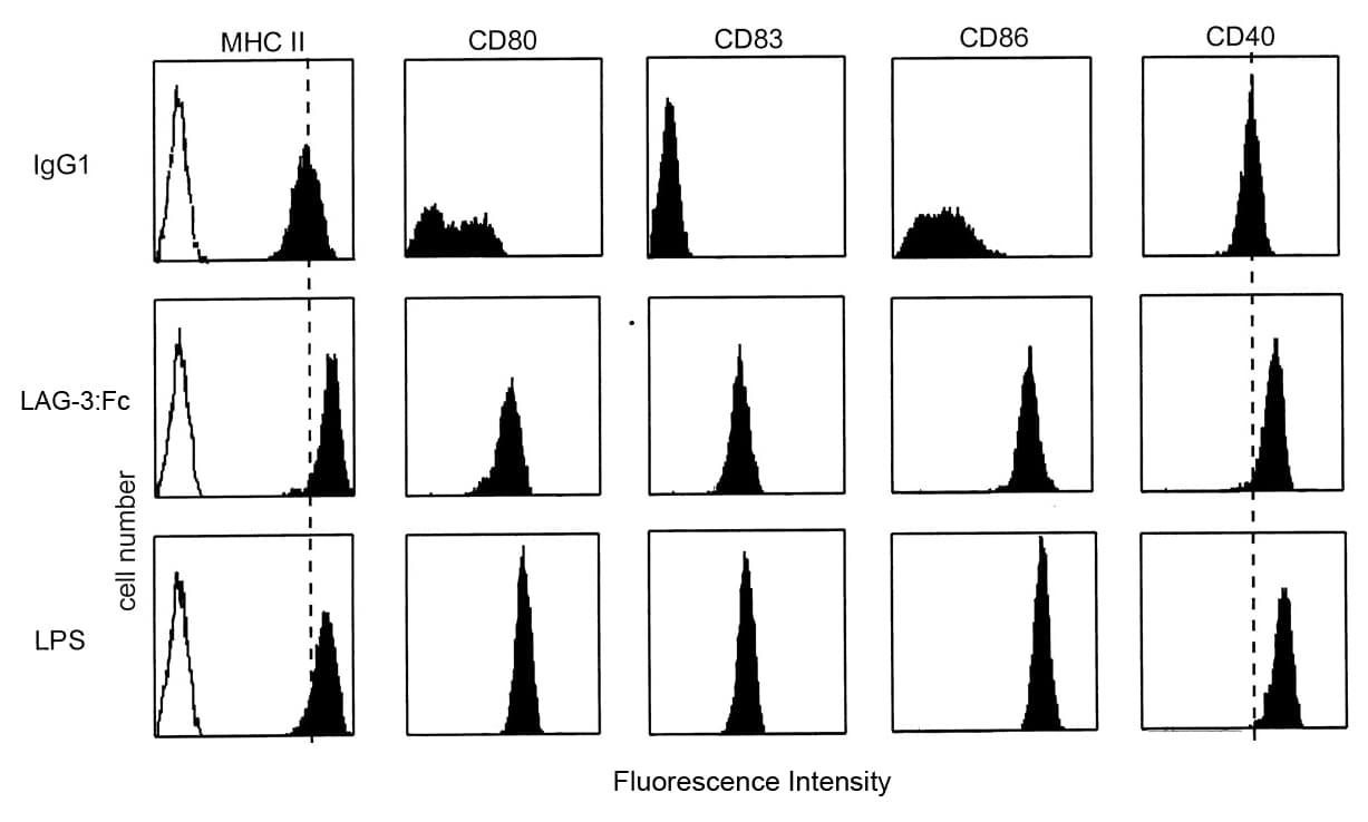Human LAG3 Protein (Recombinant Human IgG1 Fc)