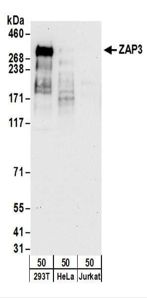 Polyclonal Rabbit anti-Human YLPM1 Antibody (aa1350-1400, IHC, WB)