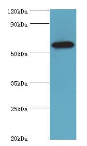 STXBP4 Antibody (aa344-553)