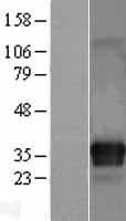 ITM2C Protein (Over-Expression Lysate Myc-DDK (Flag))