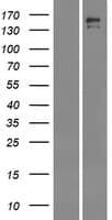 INSRR Protein (Over-Expression Lysate Myc-DDK (Flag))