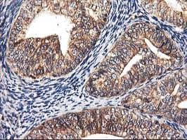 HMOX2 / Heme Oxygenase 2 Antibody (clone OTI1B4)