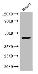 Meiosis-specific protein MEI4-like Antibody