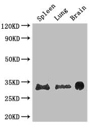 Polyclonal Rabbit anti-Human PITX3 Antibody (IHC, WB)