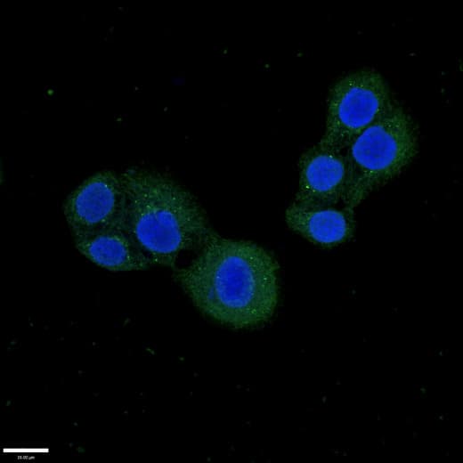 PDE1C Antibody