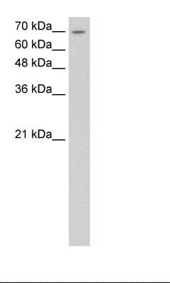 LSR / LISCH7 Antibody (aa451-500, Biotin)