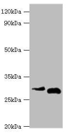 CER1 Antibody (aa18-267)