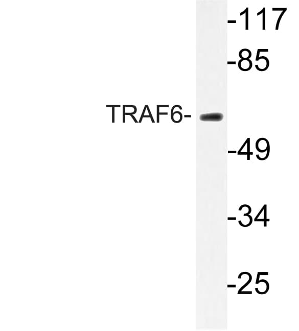 TRAF6 Antibody (aa105-154)