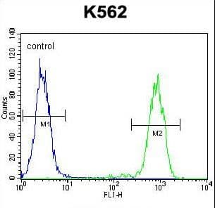 Polyclonal Rabbit anti-Human ELAVL2 / HUB Antibody (aa156-184, IHC, WB)